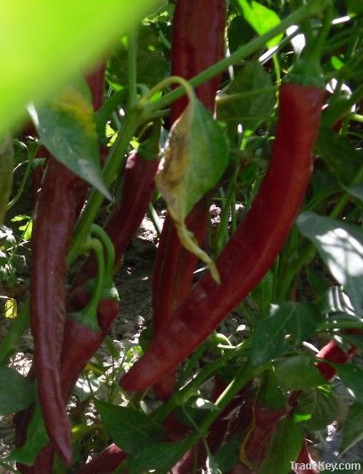 Dried sweet paprika