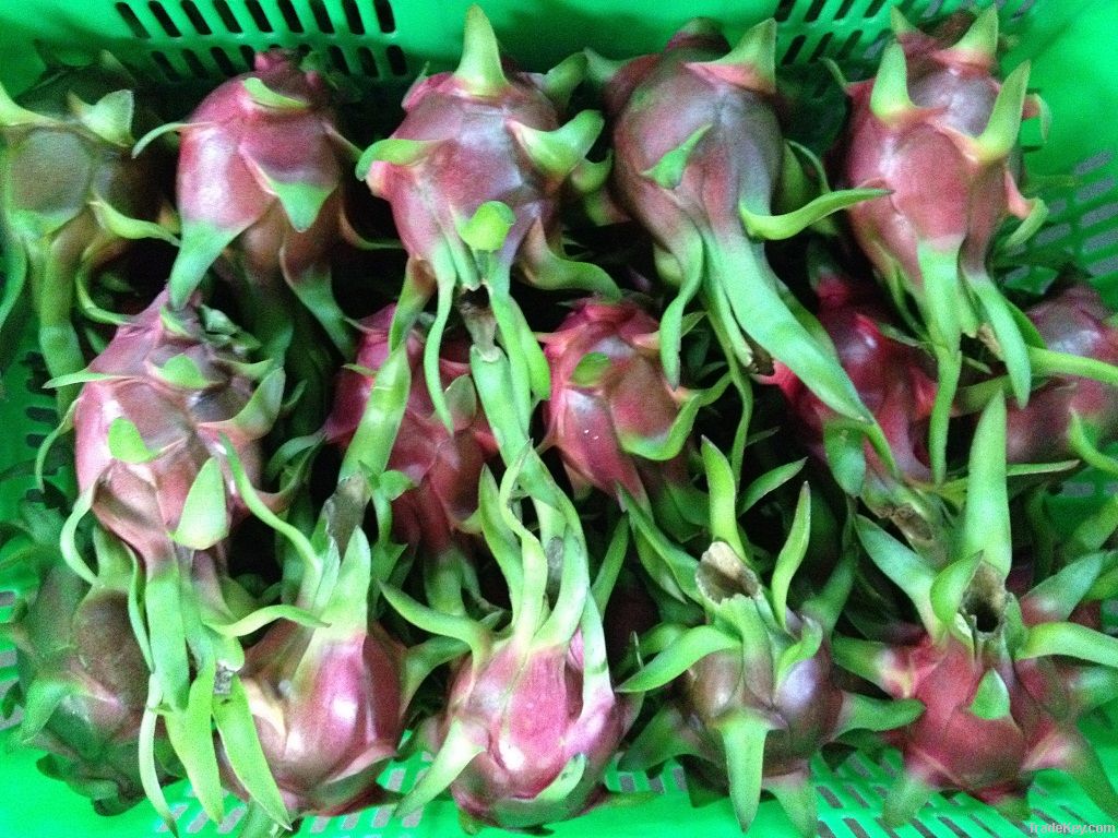 Dragon Fruit