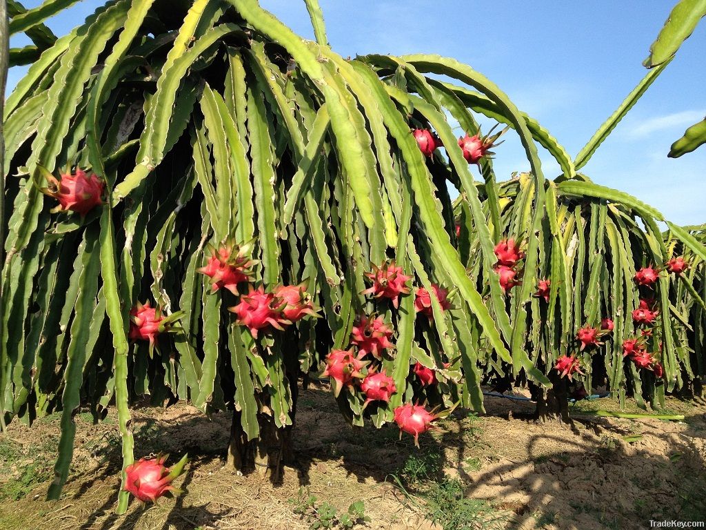 Dragon Fruit