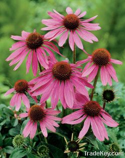 Echinacea Purpurea Extract