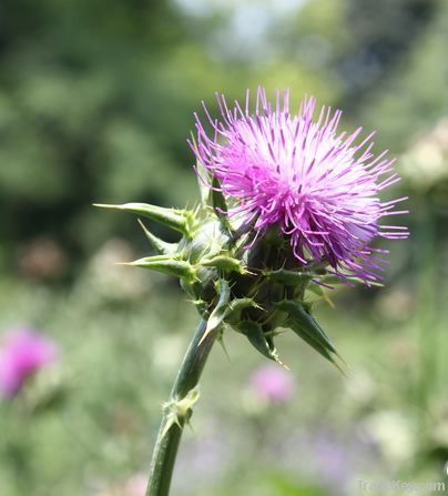 Milk Thistle Extract Powder