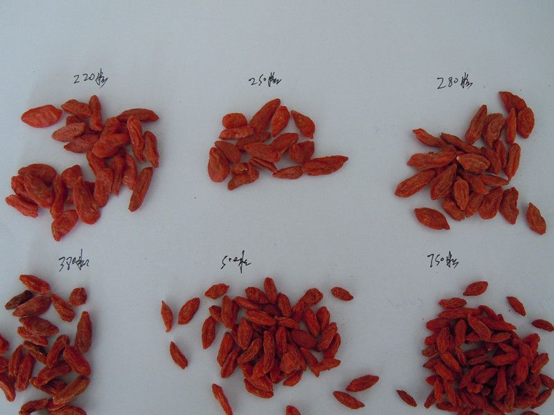 chinese dried goji berries