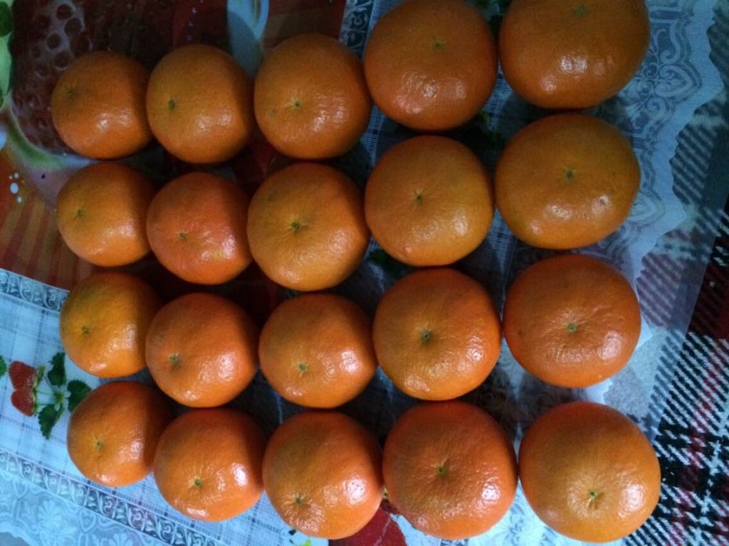 chinese fresh mandarin orange