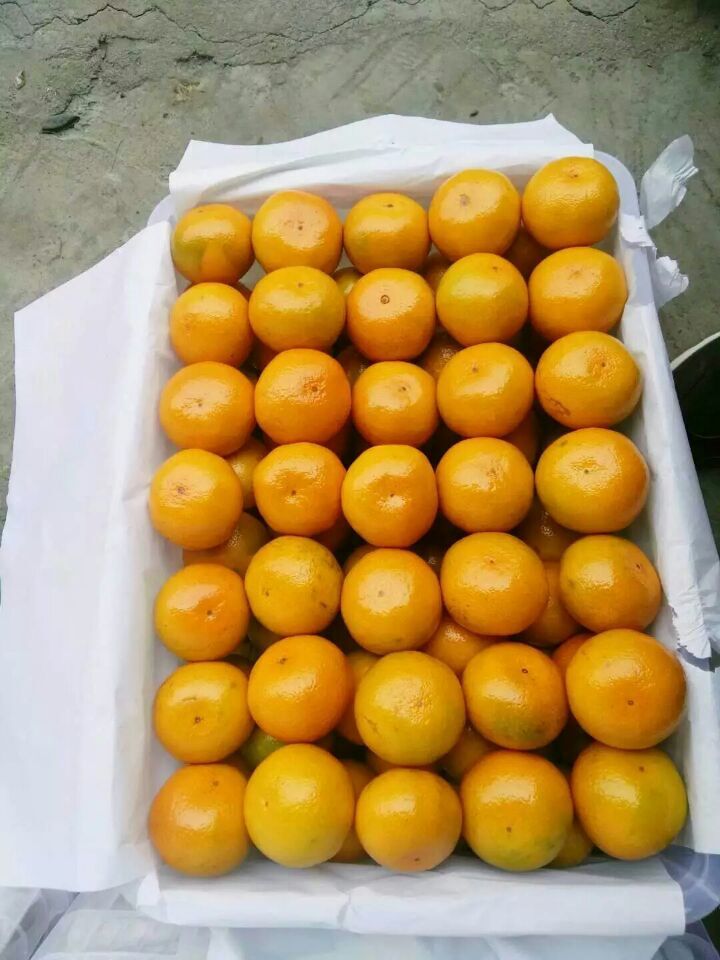 chinese fresh mandarin orange