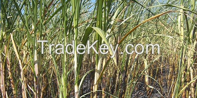 Top Quality Sugar Cane for Juice and Suger Product