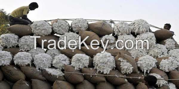 High quality Cottonseed Hulls, Hulls of Cotton seed for cultivation of mushrooms 