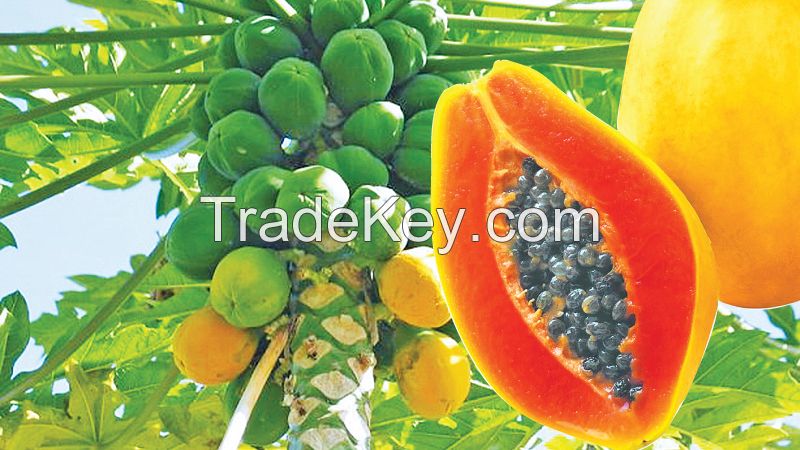  high Germination Rate papaya seeds pawpaw seeds papaya tree seeds