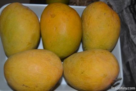 Indian Alphonso Mangoes