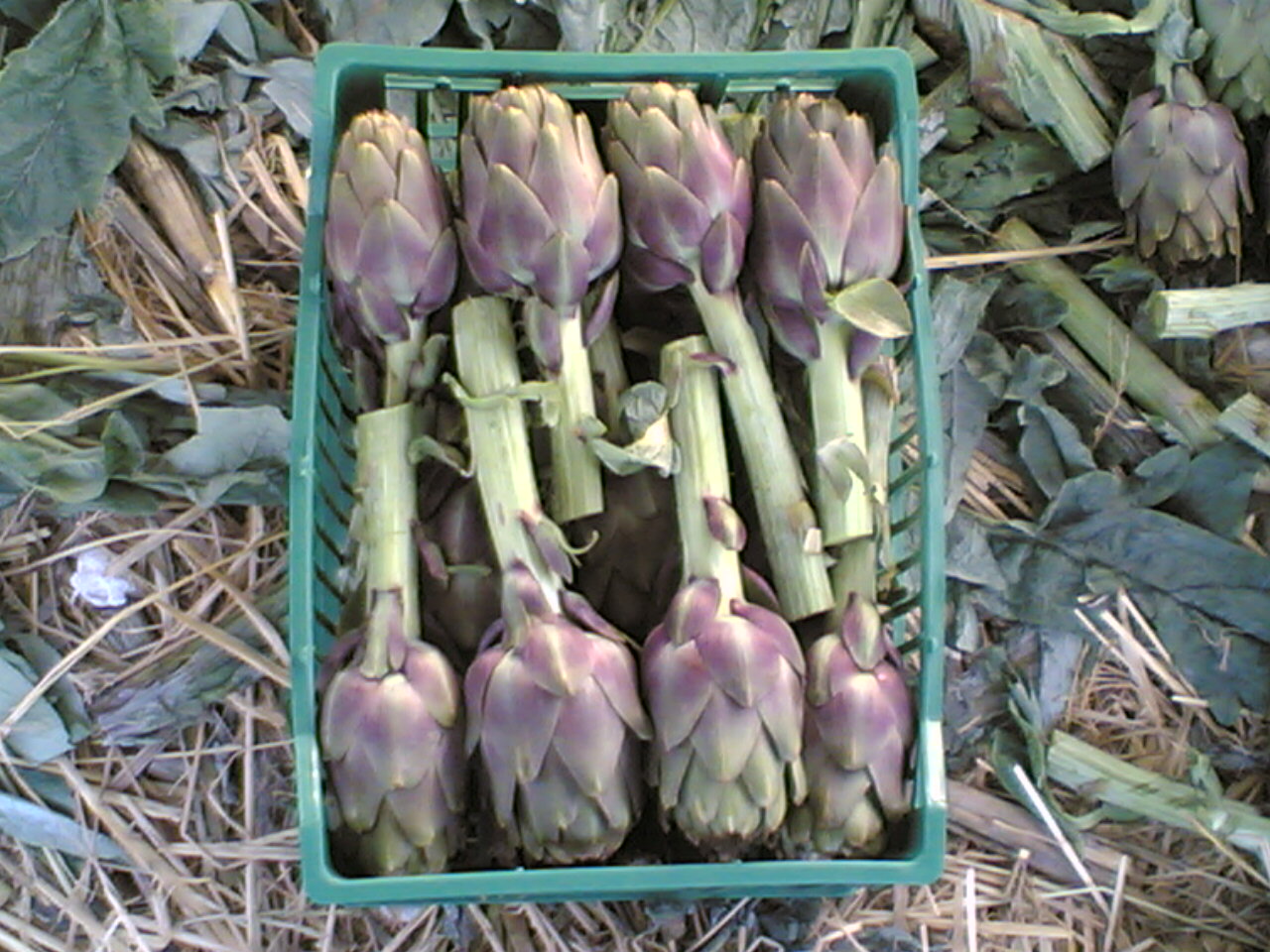 Fresh Artichokes