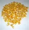 YELLOW CORN Grade B