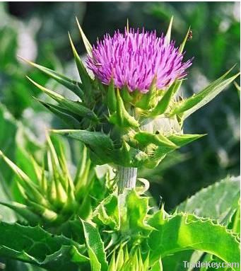 Natural Milk Thistle extract silymarin 80%