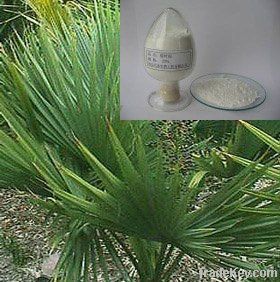 Saw Palmetto Powder Extract