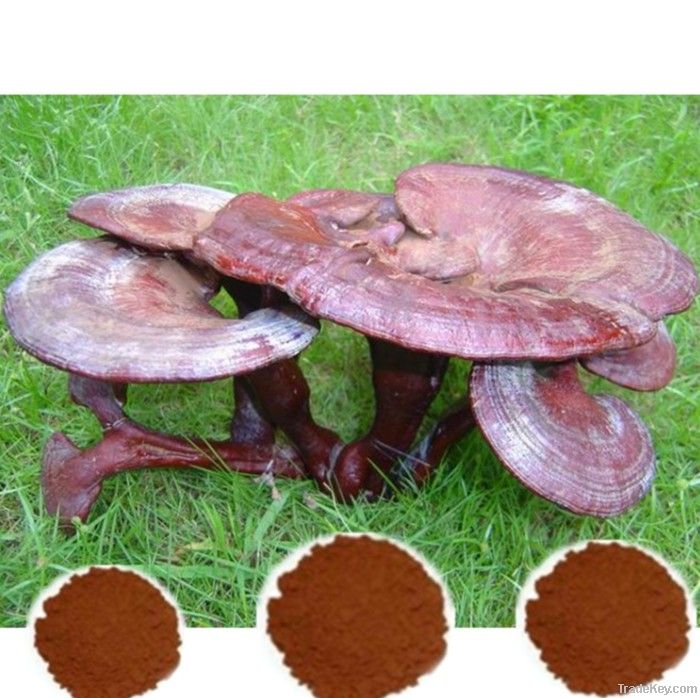 Ganoderma Lucidum (Reishi Mushroom) Mycelium Extract