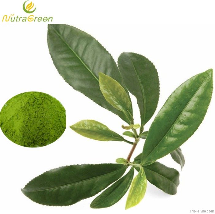 Green Tea Extract Powder L-theanine 30%