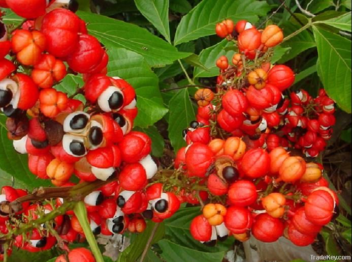 Guarana Extract Caffeine 10%, 20%