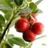 Spray drying Cranberry Juice Powder