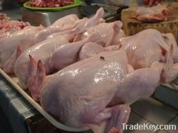  Export Chicken Paw | Chicken Feet Suppliers | Poultry Feet Exporters | Chicken Feets Traders | Processed Chicken Paw Buyers | Frozen Poultry Paw Wholesalers | Low Price Freeze Chicken Paw | Best Buy Chicken Paw | Buy Chicken Paw | Import Chicken Paw | Ch