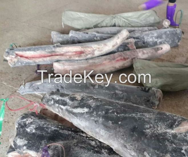 HGT blue shark, steak(skype:hjx4431)