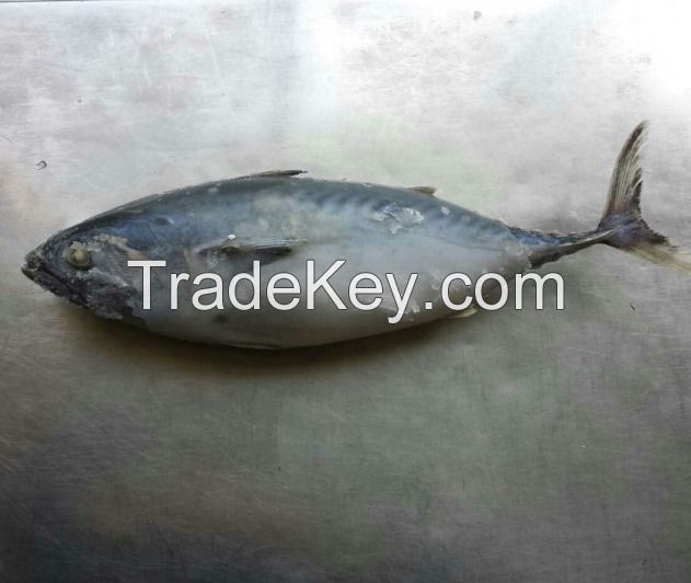 Frozen Bonito, Eastern little tuna (skype:hjx4431)