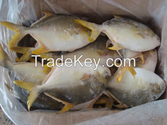 Golden pomfret, red pomfret (skype:hjx4431)