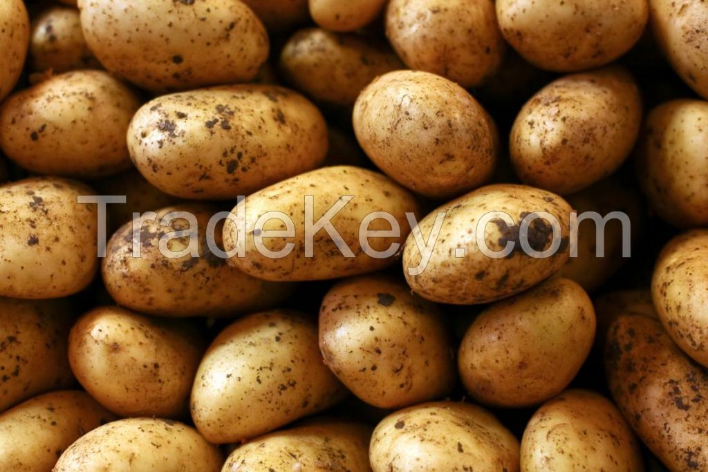 Excellent quality Fresh Potatoes 'A' Grade quality