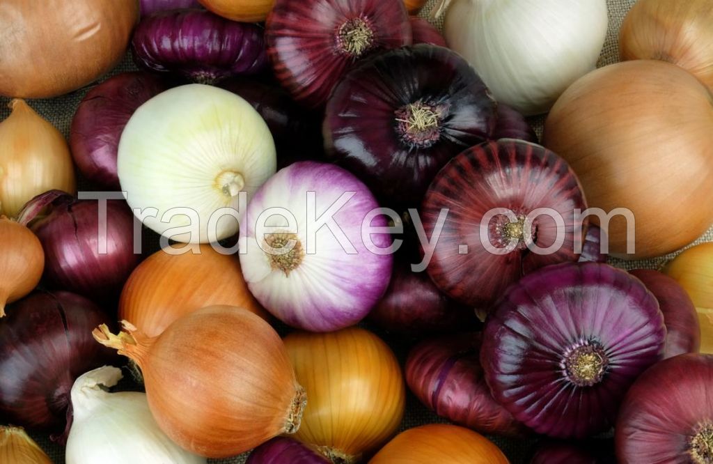 Excellent quality Fresh Onions 'A' Grade quality