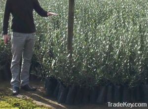 Olive Oil Producing Trees