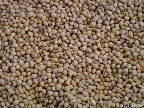 Soya Beans