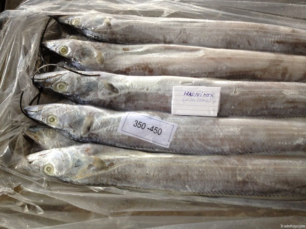 FROZEN WHOLE ROUND RIBBON FISH (HAIR FISH)