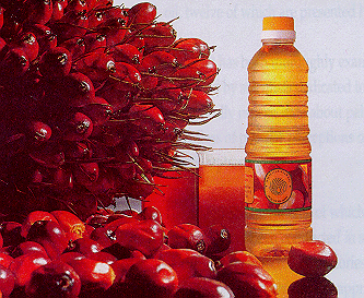 RBD Palm Oil