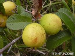 Fresh Plums, Fresh Guava, Fresh Olives, Fresh Pomegranates, Fresh Pinea