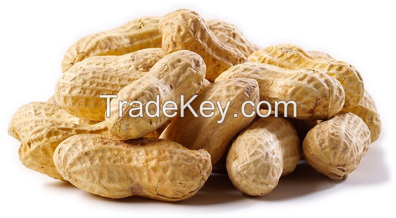 Almonds , Cashew, Macadamia , walnuts and more for exports. 