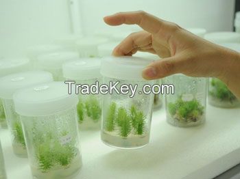 Agar Agar - Plant Tissue Culture Grade