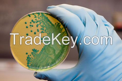 Agar Agar Bacteriological Grade