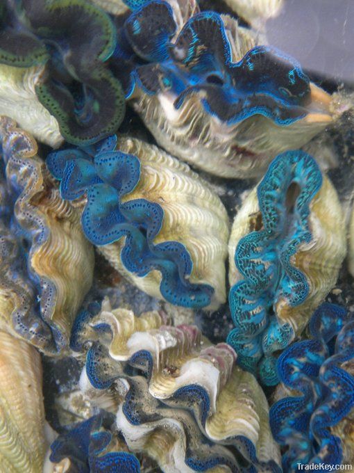 Giant Clam