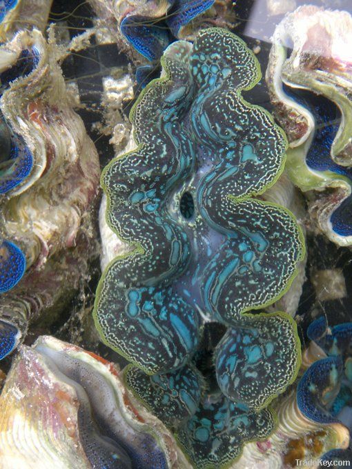 Giant Clam