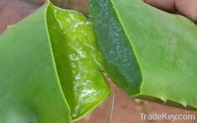Aloe Drink Honey