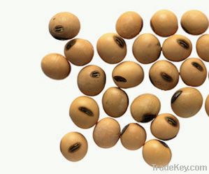 Soybean Grain