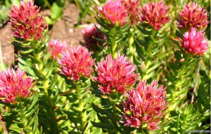 Rhodiola Rosea P.E.