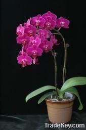 Phalaenopsis