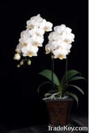 Phalaenopsis