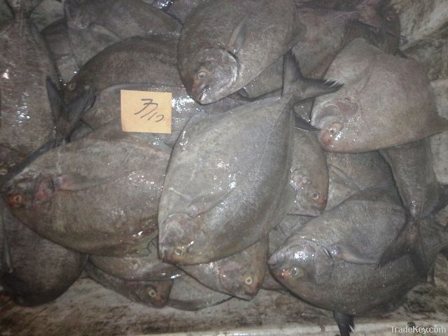 Frozen Whole Round Black Pomfret