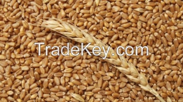 wheat soft and durum