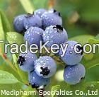 Bilberry P.E.