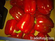 Capsicum