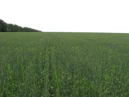 Agricultural land for sale (Agricultural Farm)