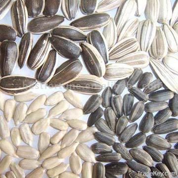 Sunflower Seeds