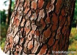 pine bark extract