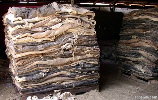 Cow Hides | Animal Skins