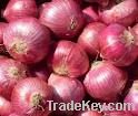 Fresh Onion